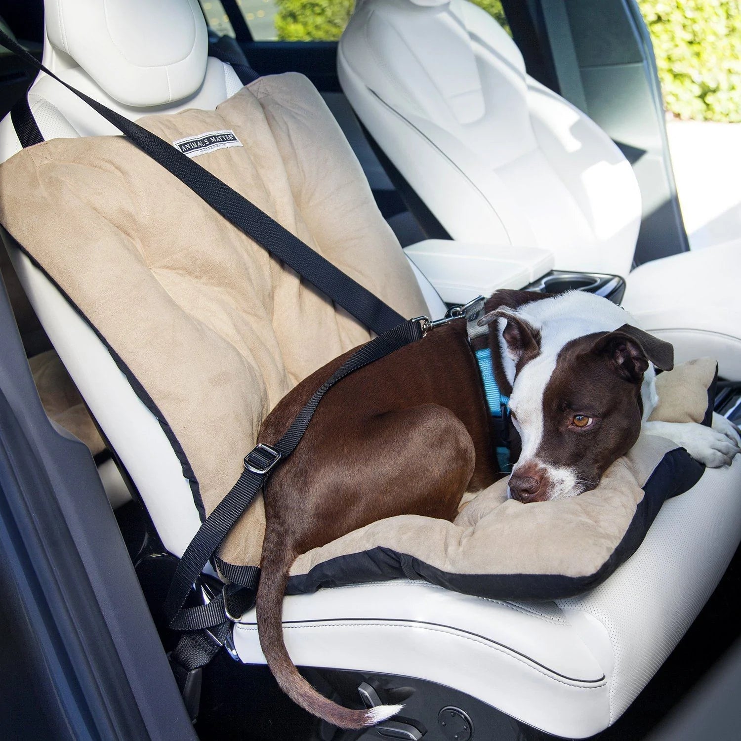 5 Tips to Curb Your Pet s Car Sickness and Other Travel Anxieties