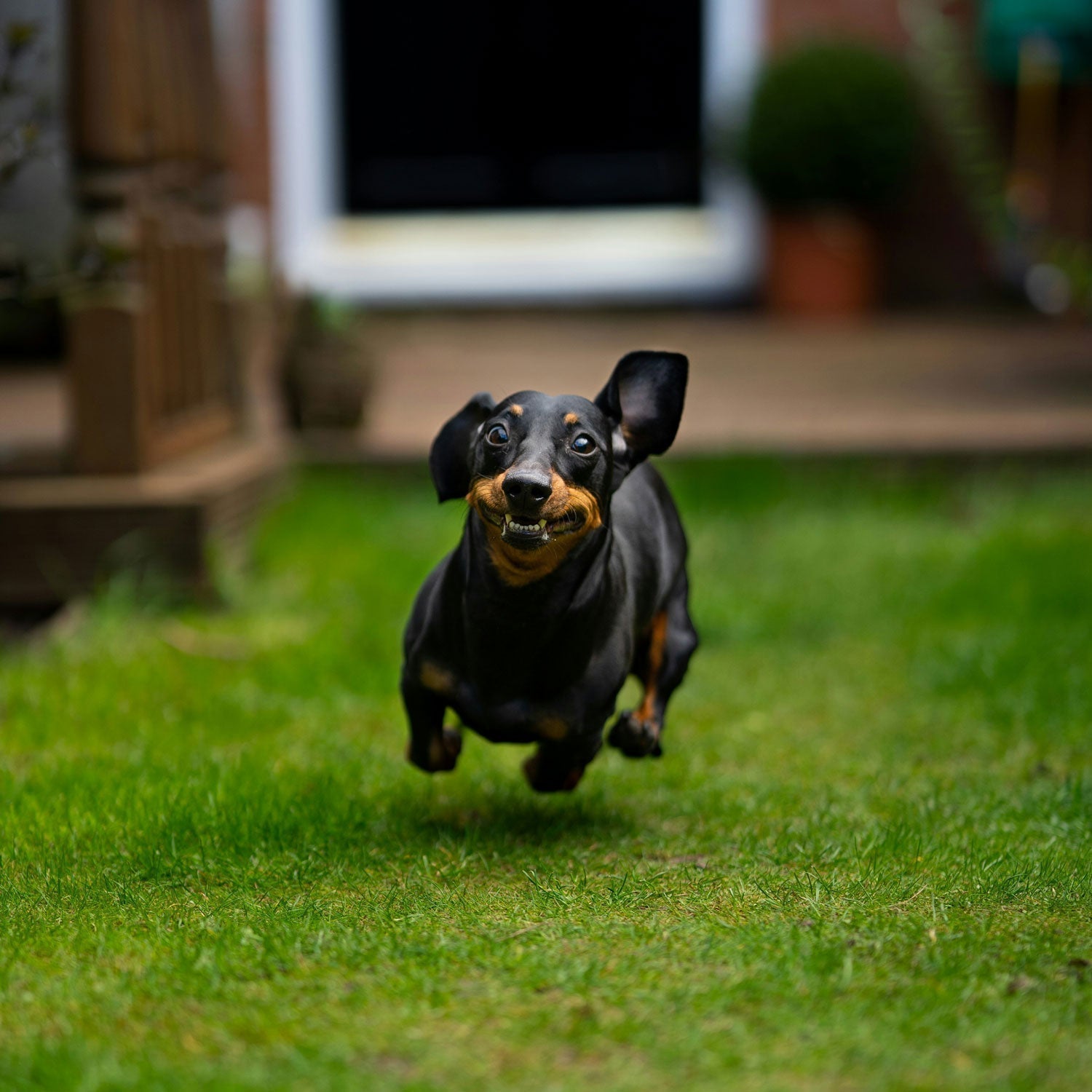 a pic of a Dachshund mid air as he is running in his backyard