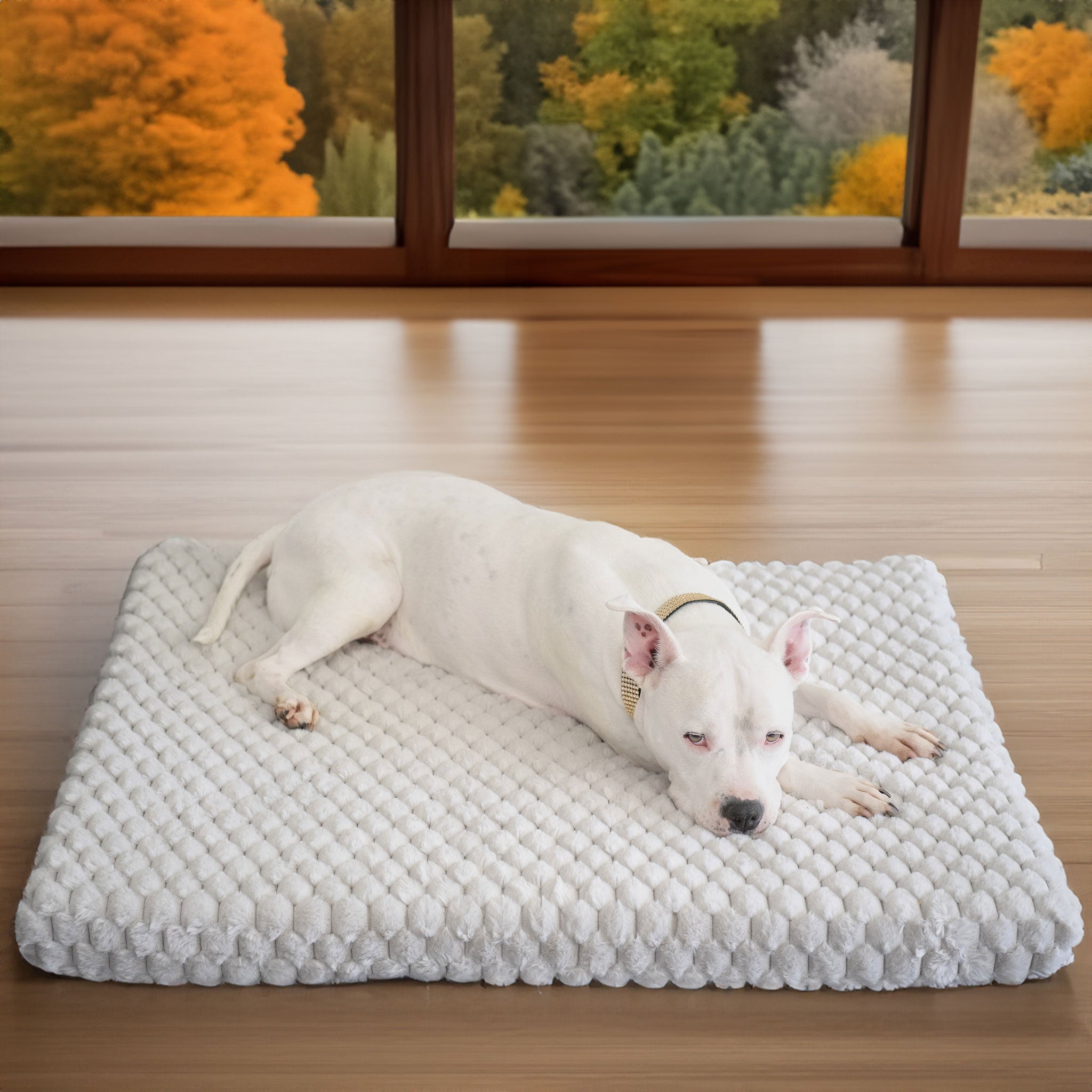 A picture of Hudson on the Katie Puff® Ortho Rectangle Companion-Pedic® Luxury Dog Bed , the background has open concept windows with a stunning view of the forest with a color scheme from greens to oranges embodying the season