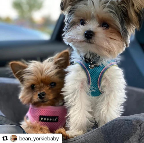 Everything You Need for Your New Puppy - Animals Matter, Inc.