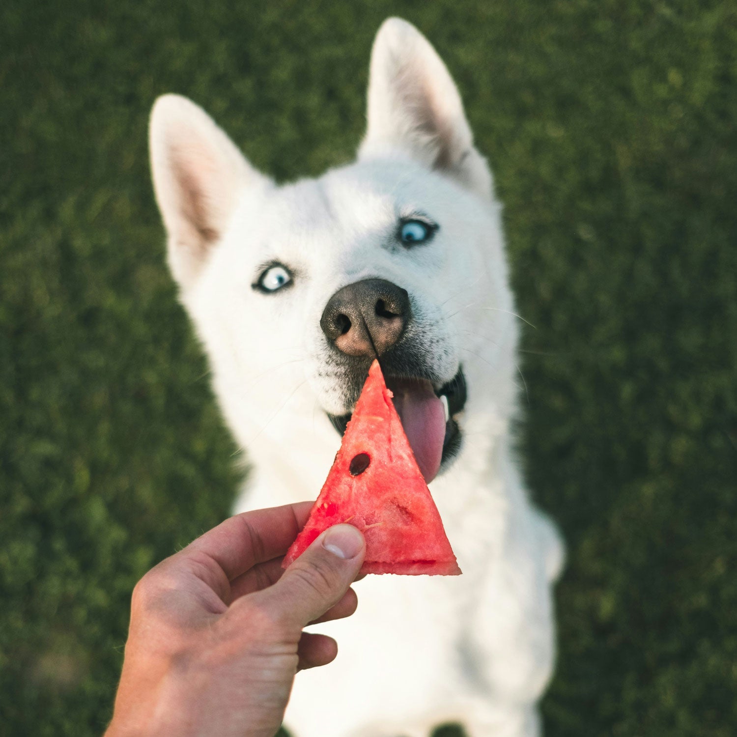 An image of a dog(white husky with blue eyes ) joyfully licking a triangular slice of watermelon