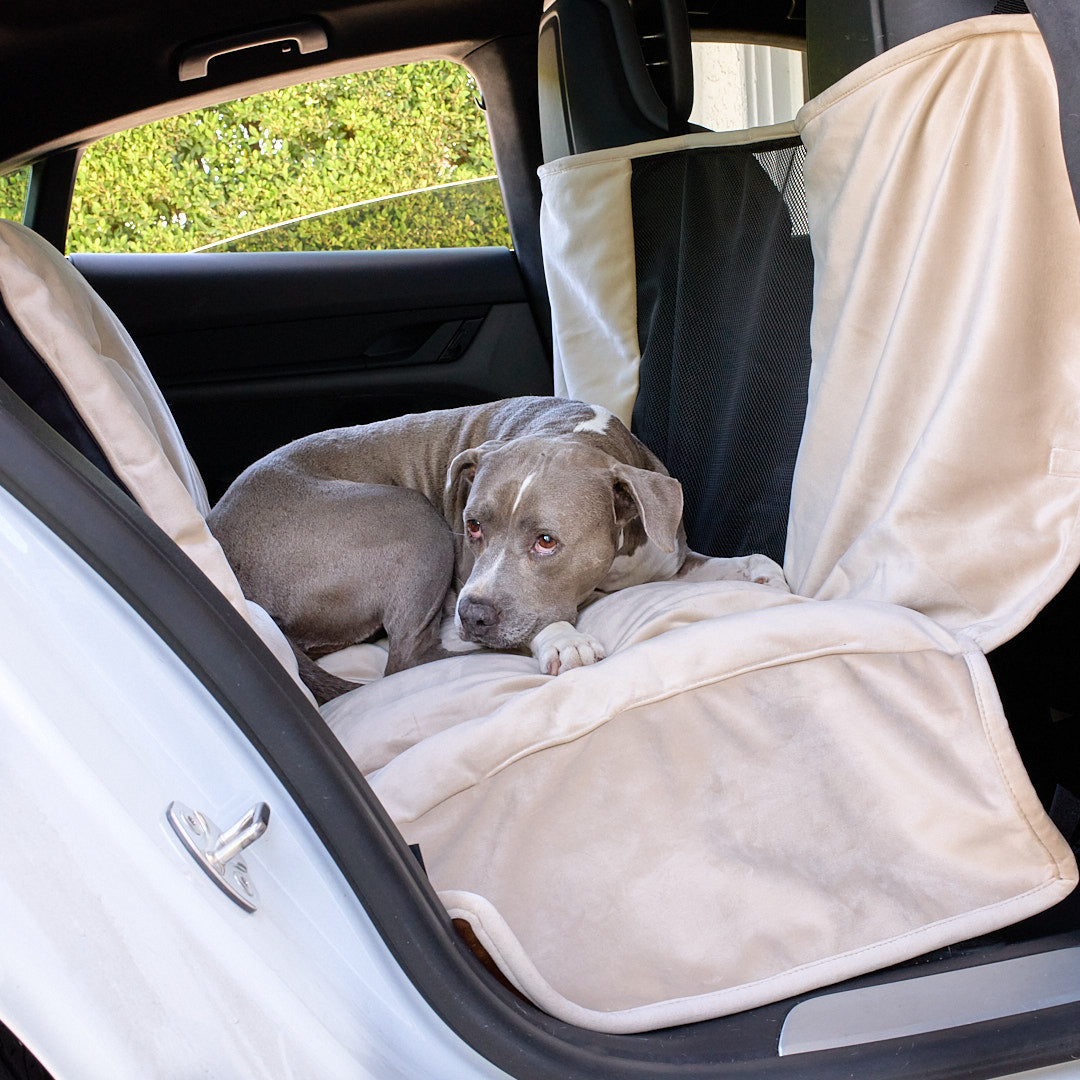 Cute dog with sunglasses, sitting in the cars front seat and appearing to drive the car.