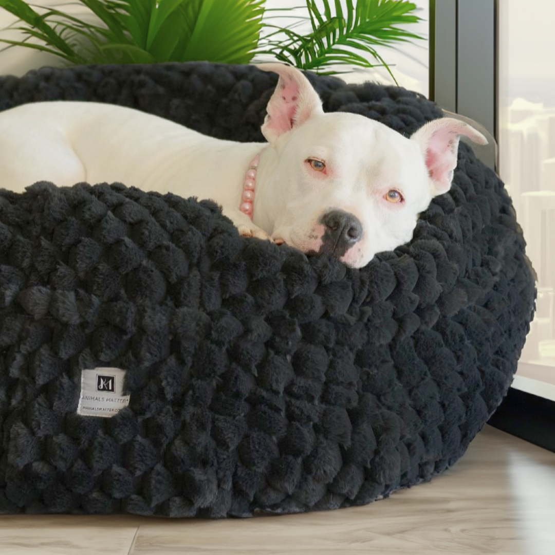Hudson Resting on his Animals Matter Katie Puff® Encore™ Ortho Companion-Pedic® Luxury Dog Bed