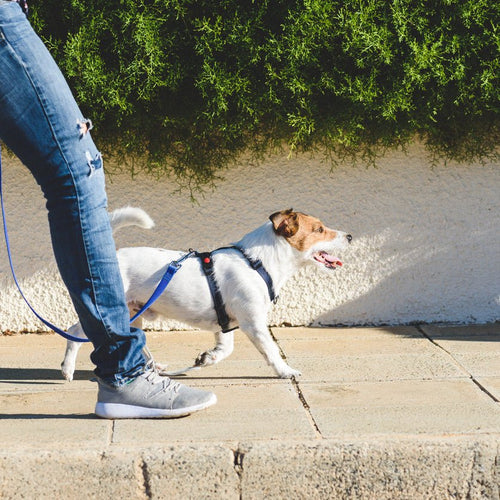 How Much Exercise Does Your Dog Actually Need? - Animals Matter, Inc.