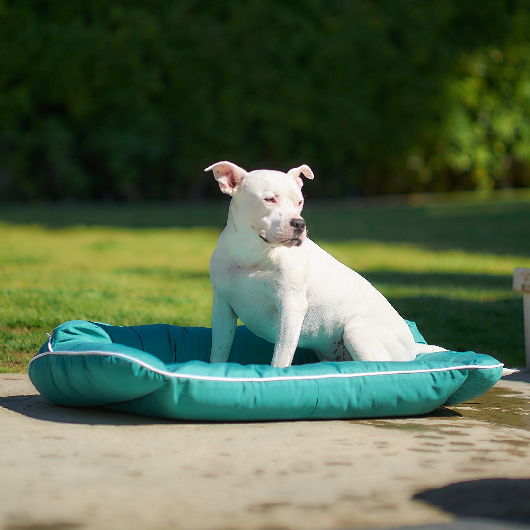 A picture of Hudson laying on the Raine Outdoor Sydney®