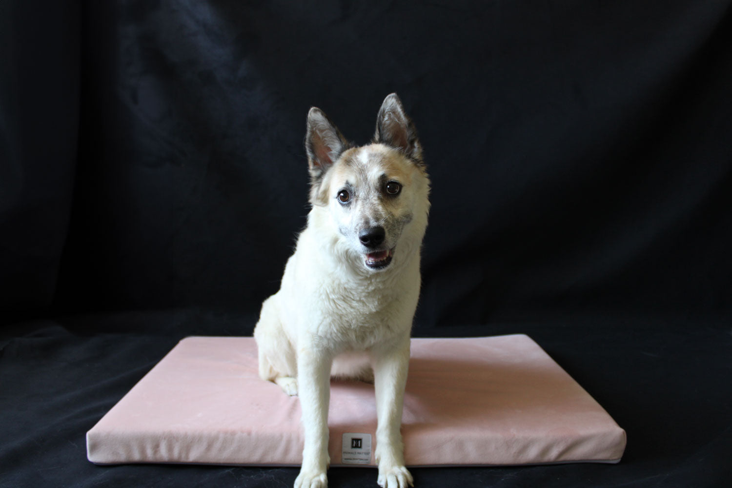 A picture of Kita happily enjoying the Ali Jewel Latex Crate Pad