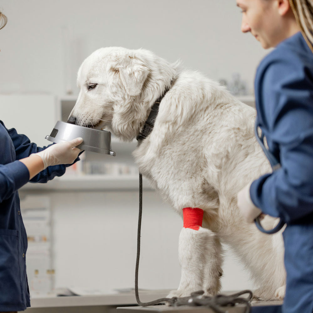 A pic of a Companion being fed and cared for after his VDI test