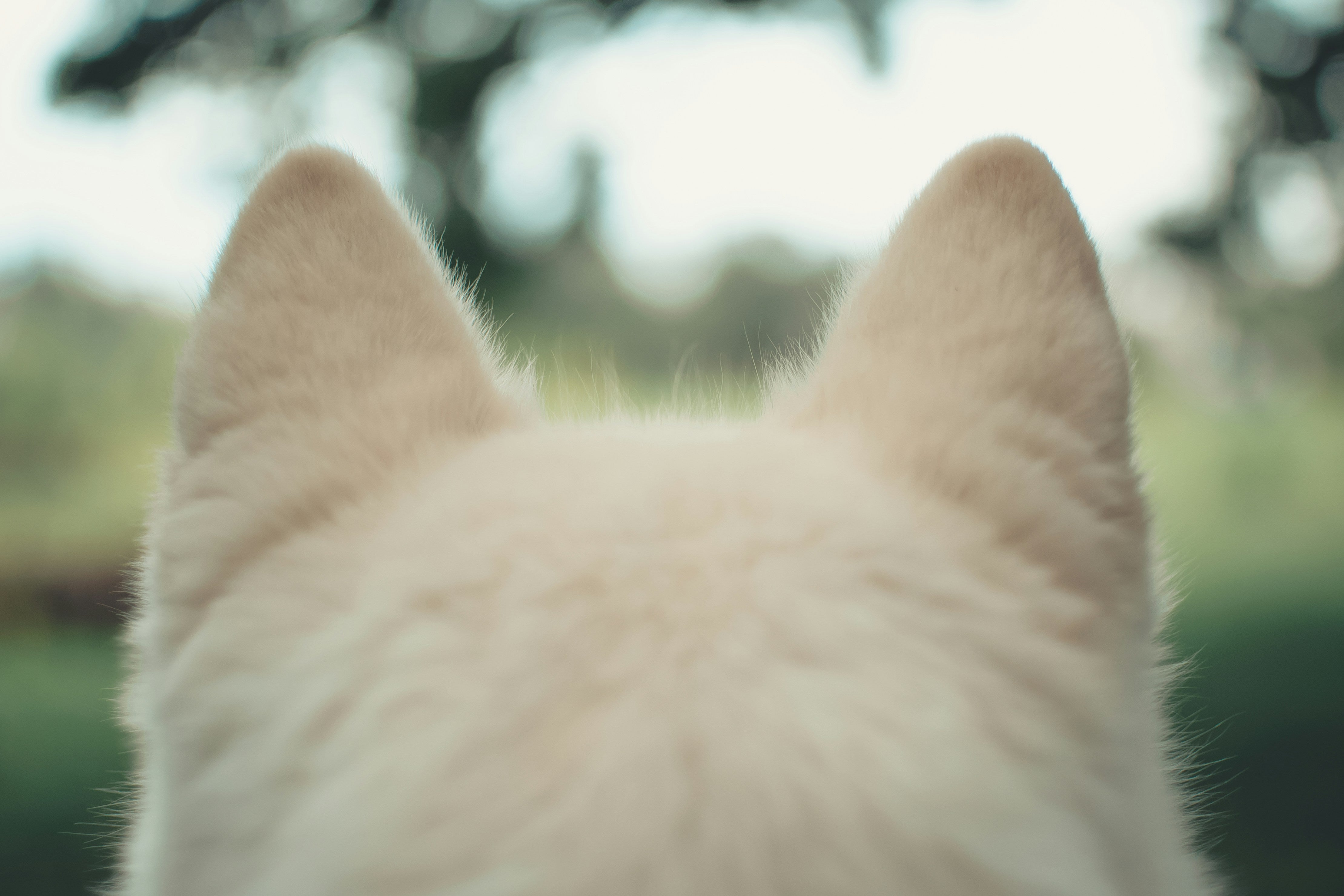 a POV view of a dogs head (EARS)