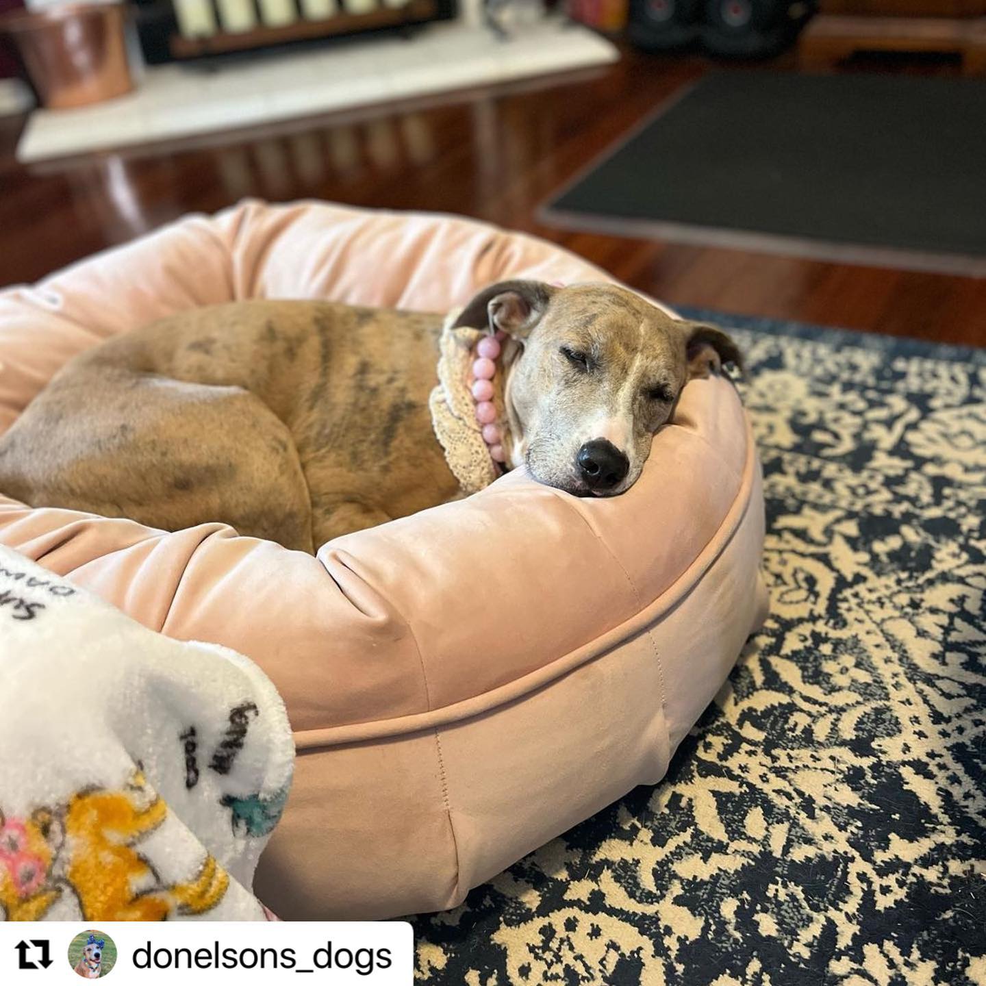 Pet Care Tips for a Comfortable Pet Bed - gmedia