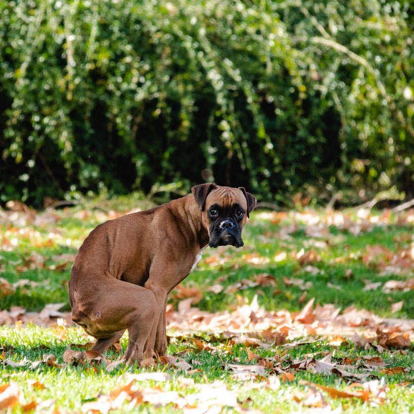 is it normal for puppies to poop a lot