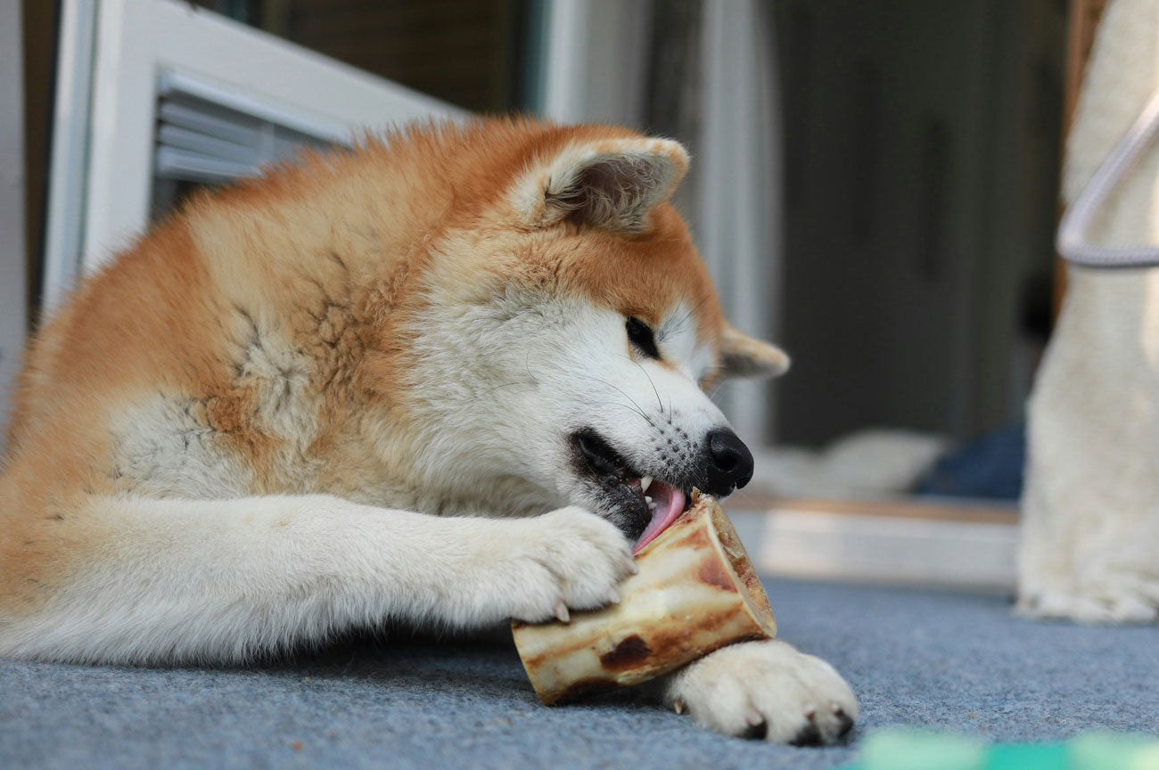 A Akita Using a bone to clean their teeth