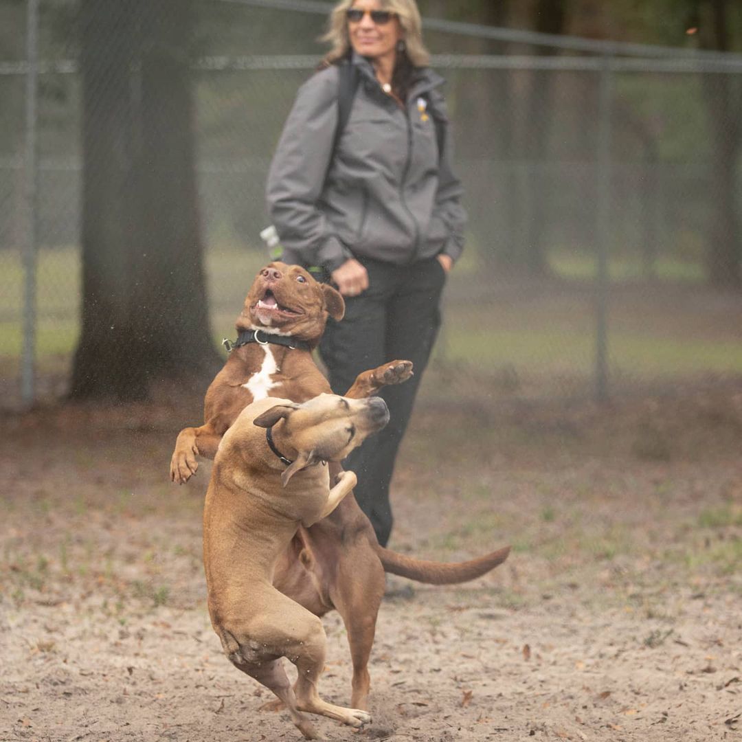 A picture of 2 dogs crashing with each other , you can see the confusion/surprise face in one of them