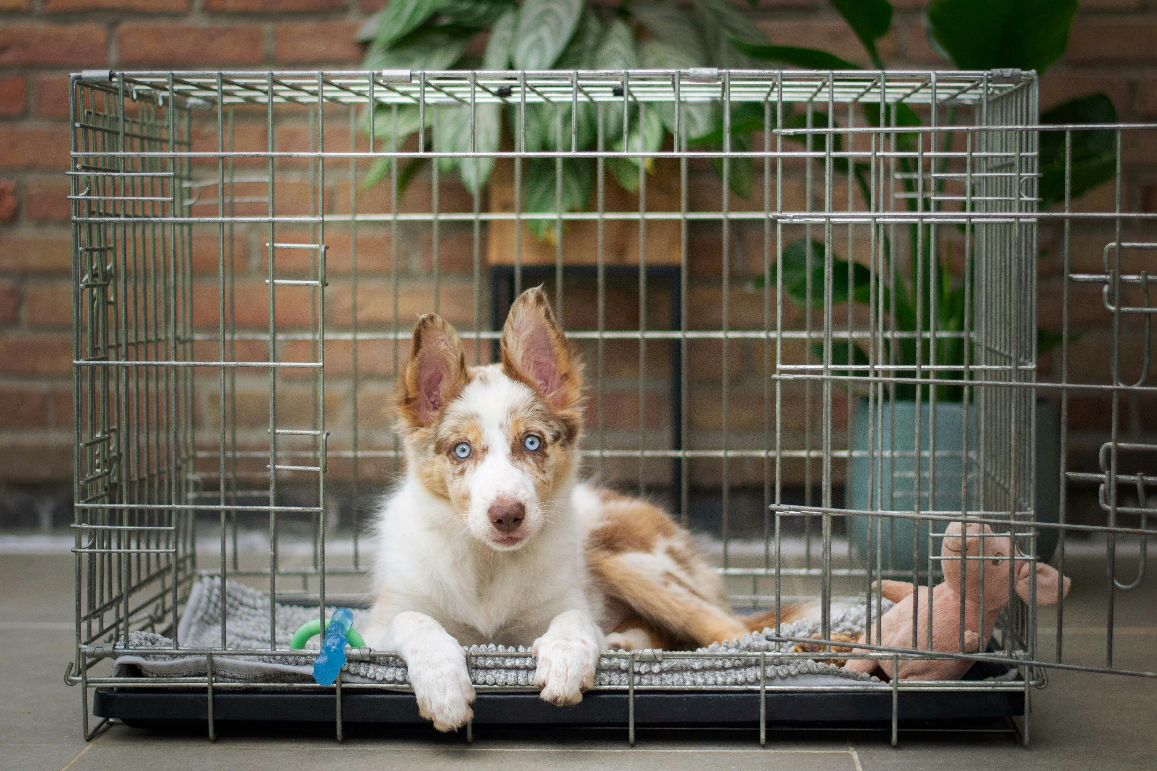 A pic of a young pup resting in his crate
