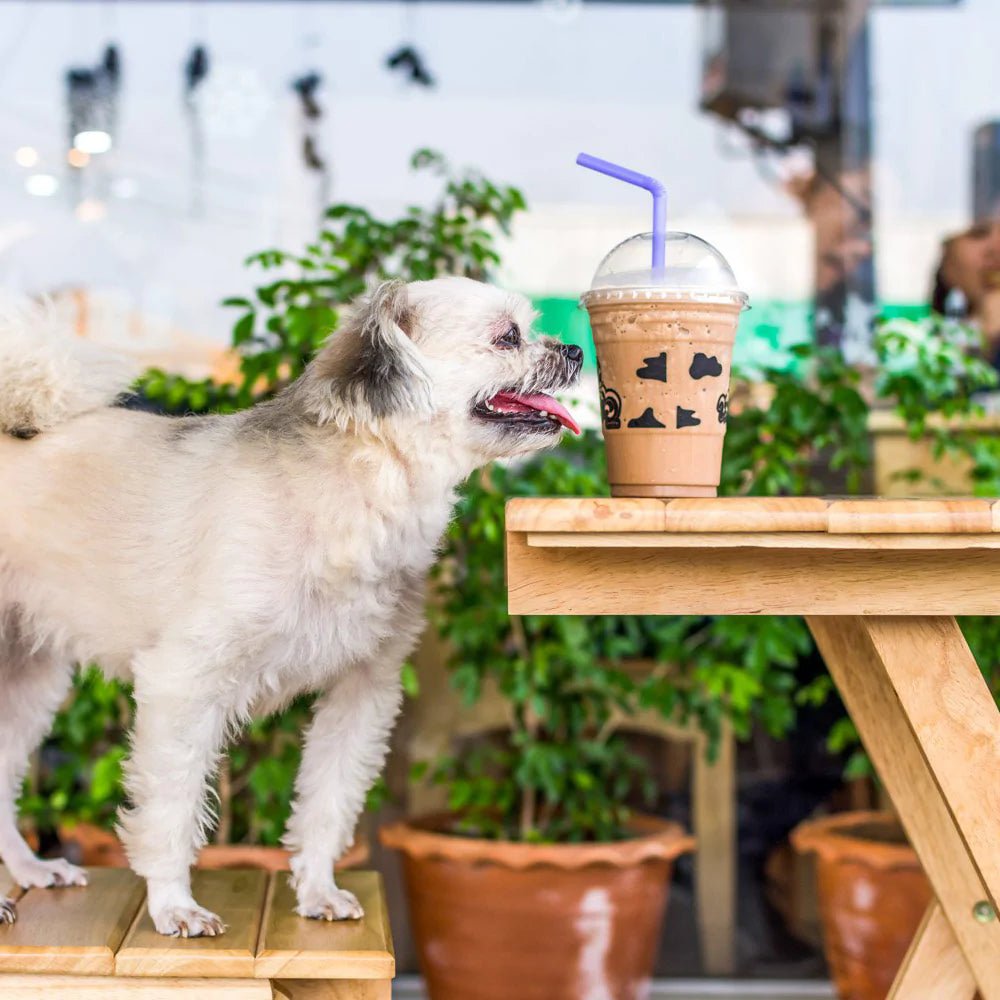 My Dog Ate Chocolate . . . Now What? - Animals Matter, Inc.