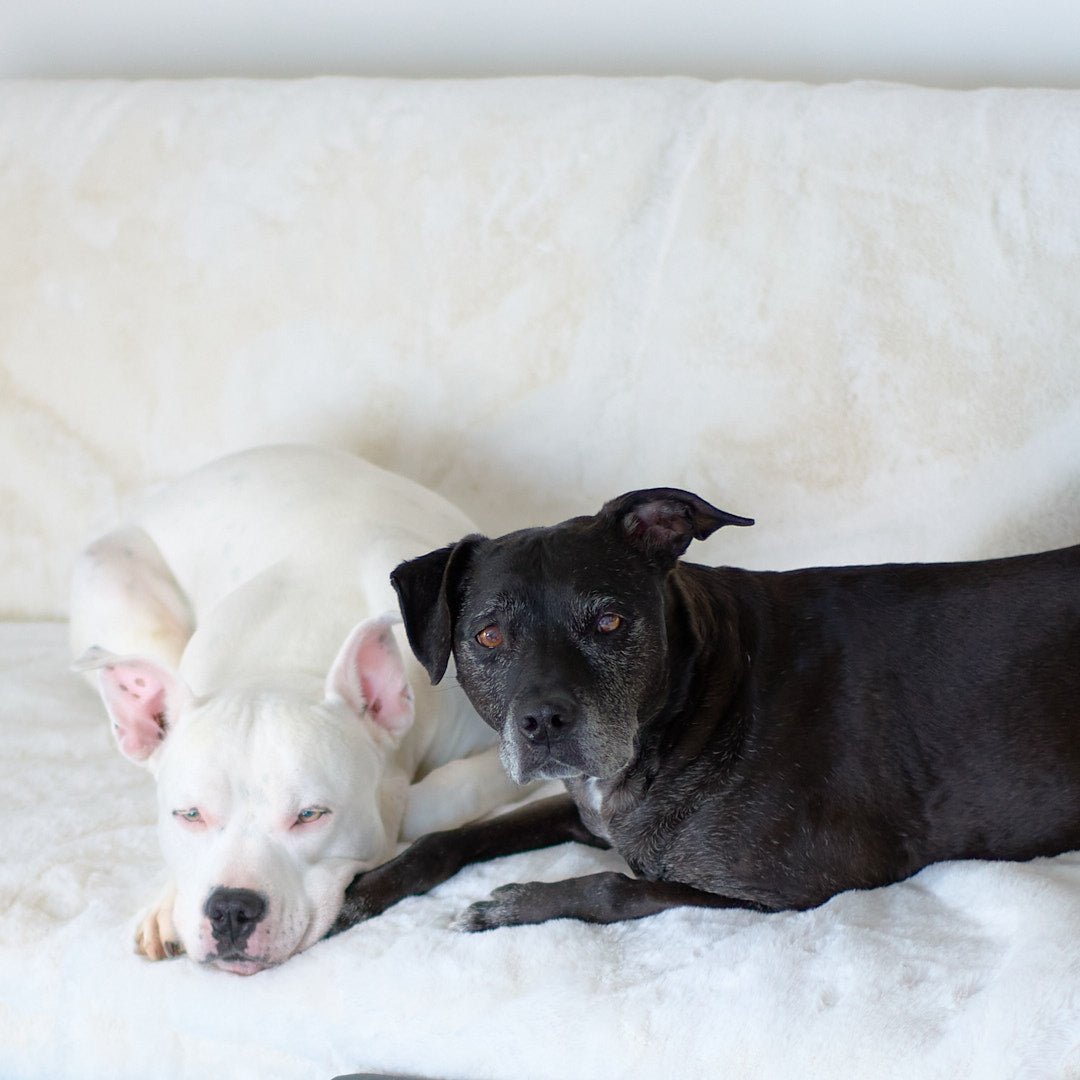 Hudson and Pearl relaxing on their Ruby Puff Blanket