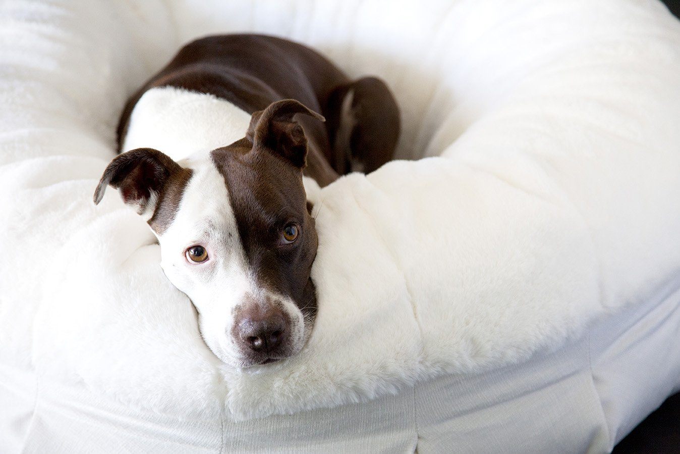Ruby: The New Luxe of Luxury - Animals Matter, Inc.