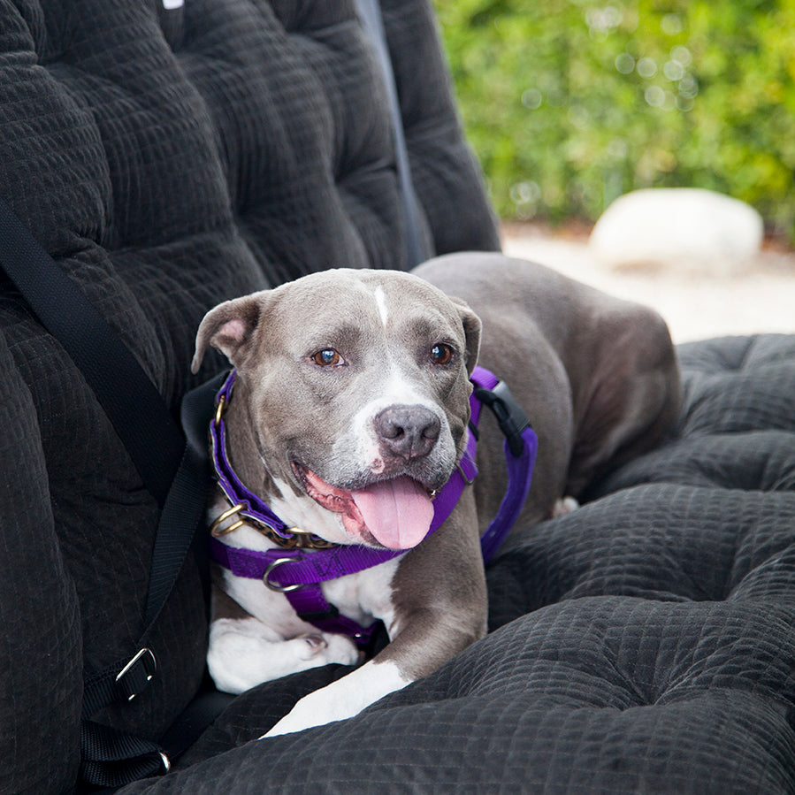 Raine Relaxing on the Animals Matter Car Seat Cover