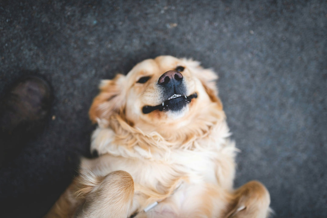 A picture of a dog with a visible smile