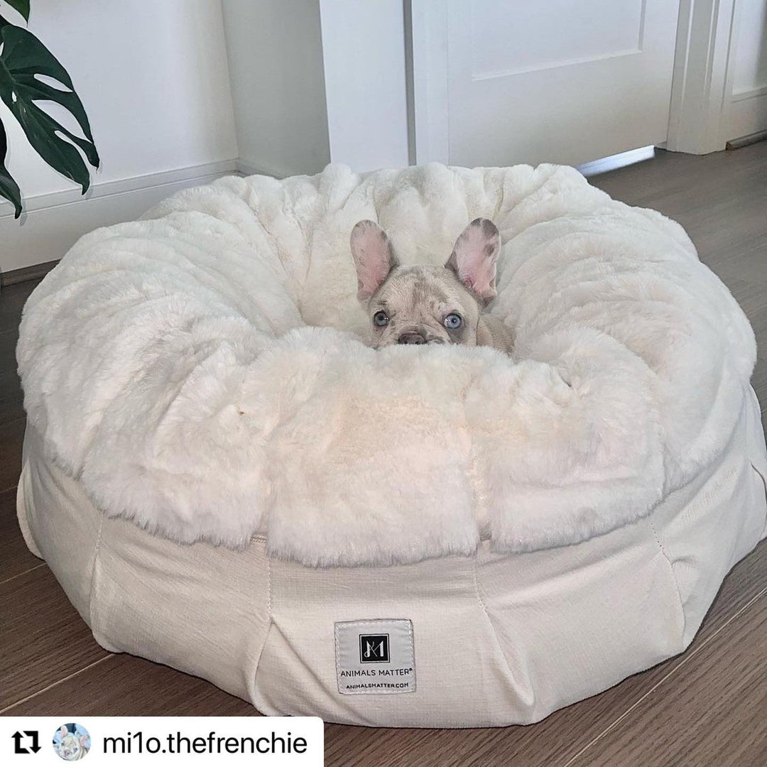 What Dog Bed Sizes Are Right for Your Puppy? - Animals Matter, Inc.