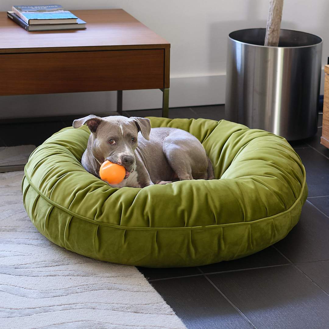 Get dog to sleep in dog bed hotsell