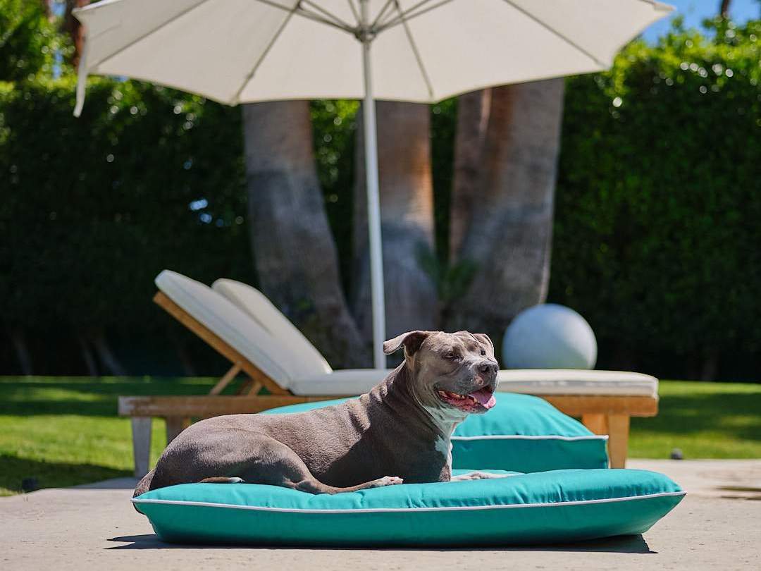 Hudson is relaxing by the pool on the New: Raine Outdoor Futon® Companion-Pedic Luxury Dog Bed by Animals Matter