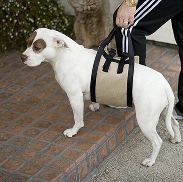 Back end dog harness best sale