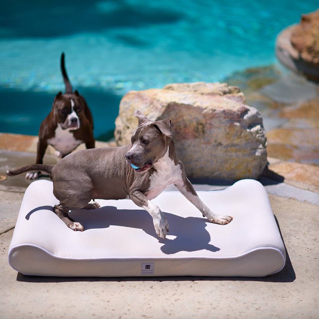 Outdoor pet lounger best sale