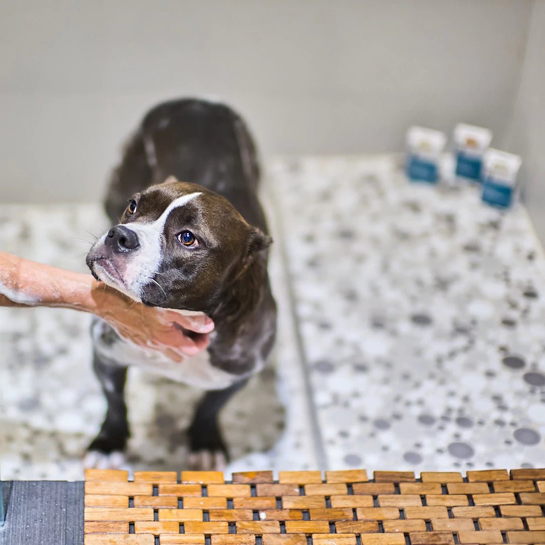 5 Pro Tips to Help You Bathe Your Dog - Animals Matter, Inc.