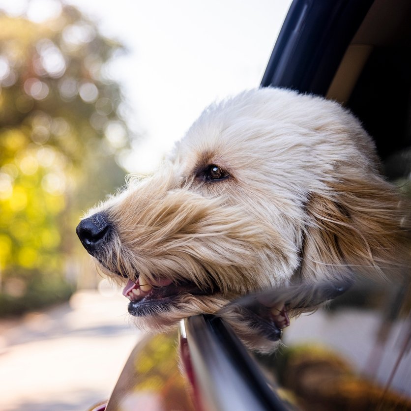 Animals Matter Companion Dog Car Hammock