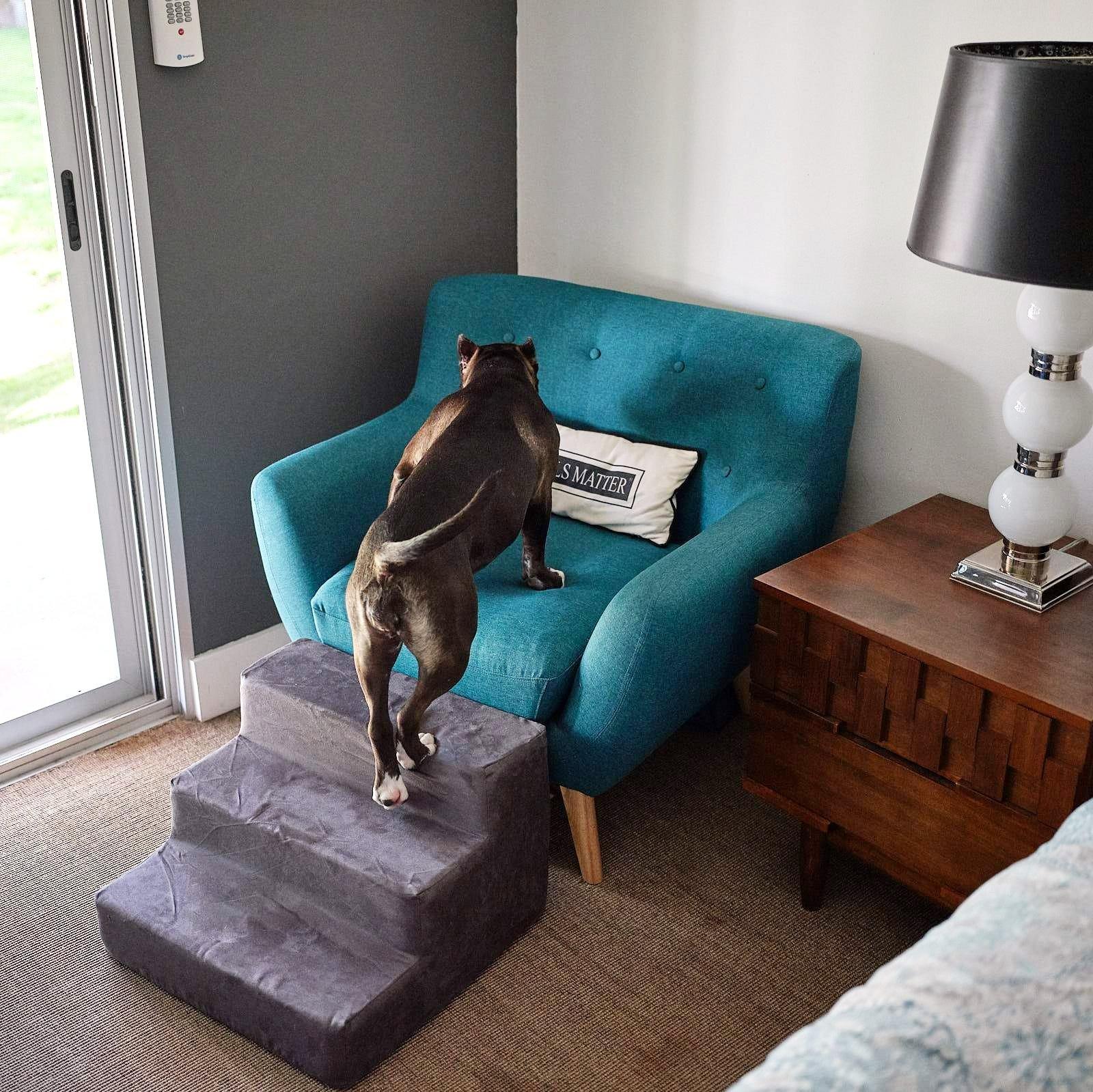 7 Signs It's Time to Get Your Dog a Set of Dog Stairs for the Furniture - Animals Matter, Inc.