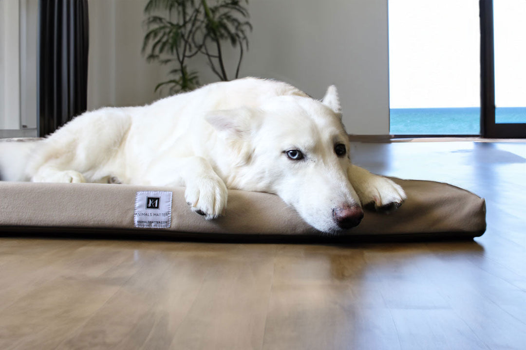 Hela using the Ali Jewel® Waterproof Companion-Pedic® Latex Crate Pad
