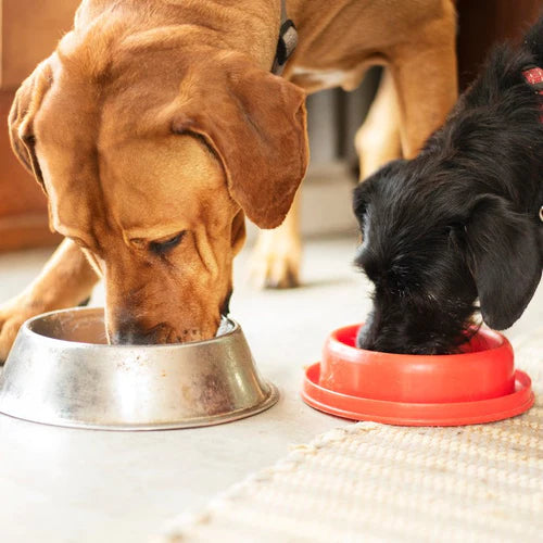 Bacteria Alert: Why You Need to Keep Your Dirty Dog Bowls Clean - Animals Matter, Inc.