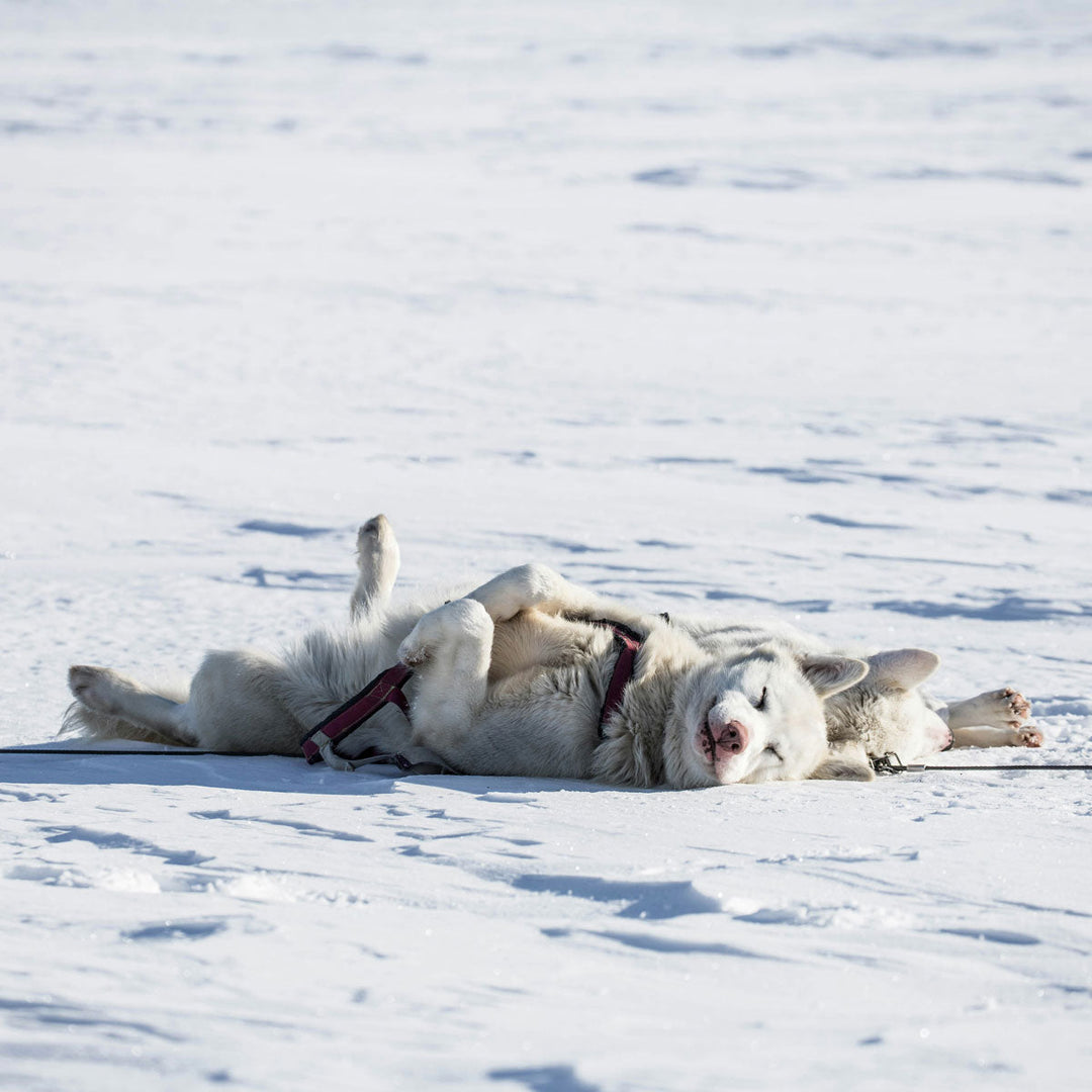A Husky Laying on the Snow 