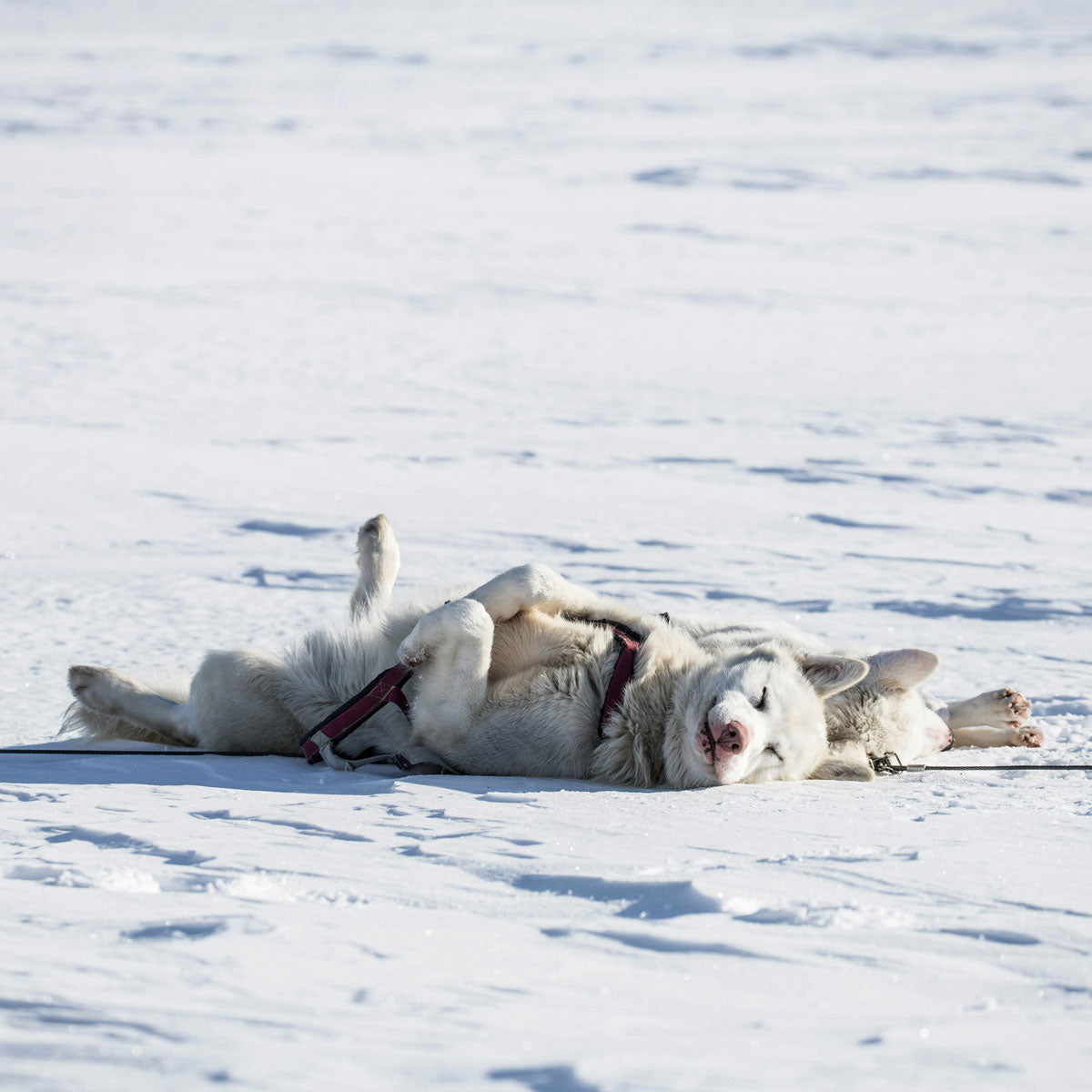 A Husky Laying on the Snow 