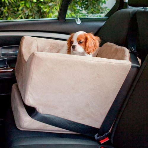 Can My Dog Ride in the Front Seat? - Animals Matter, Inc.