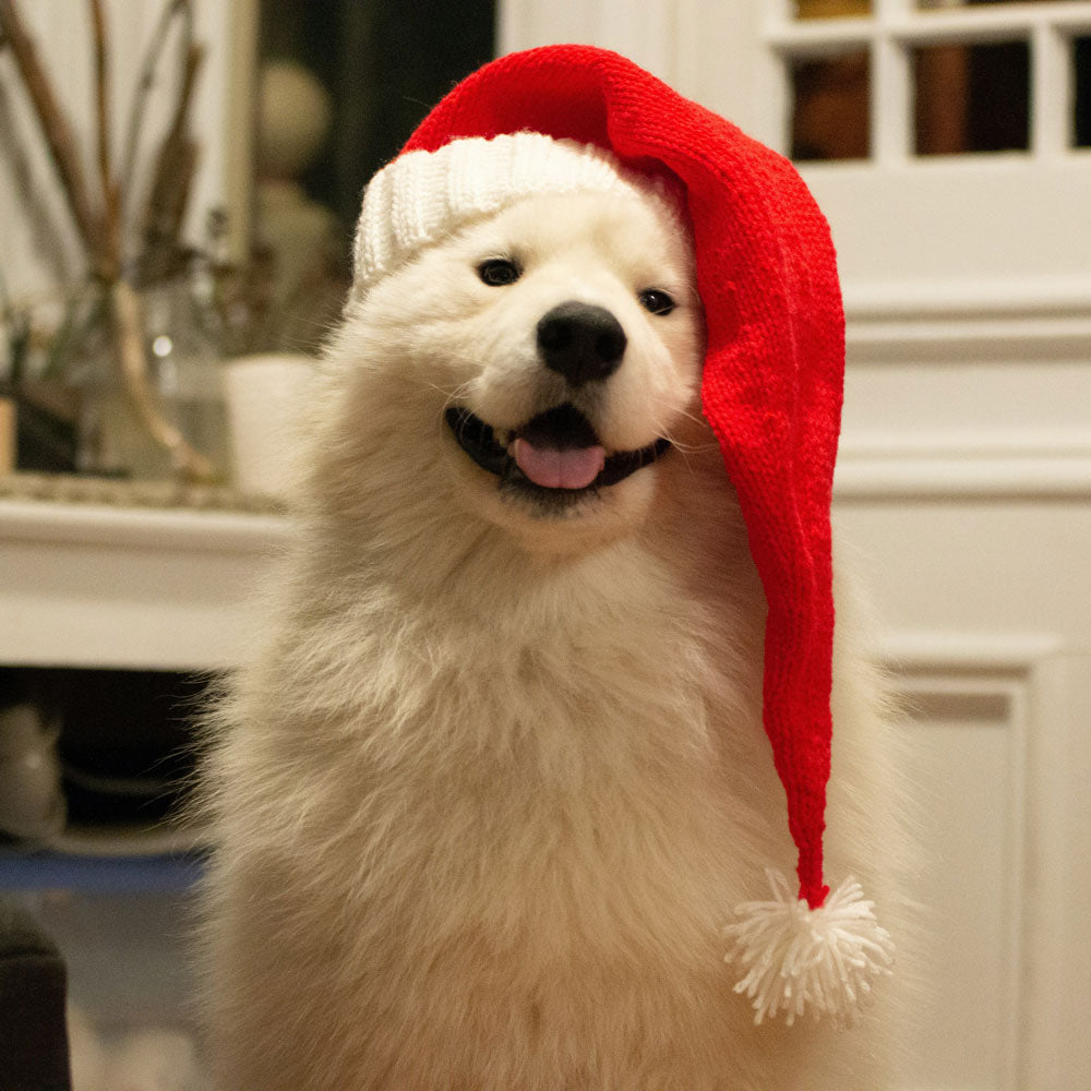A white dog wearing a santa hat 