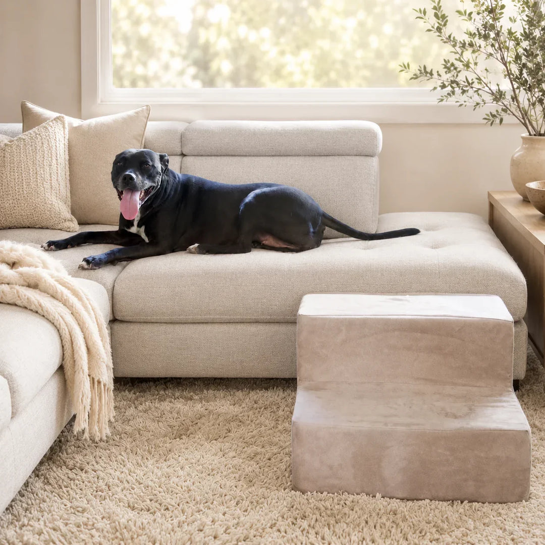 Black dog resting on a cream sofa chaise beside Companion Stairs in 2 Step Stone.