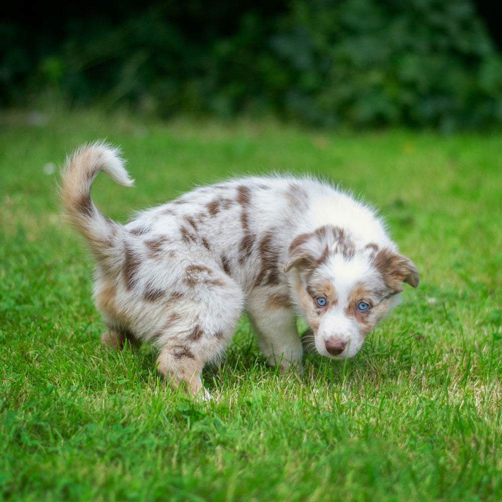 A picture of a puppy on the grass