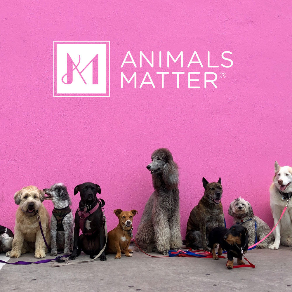 A group of Dogs against a pink wall with our logo in the wall
