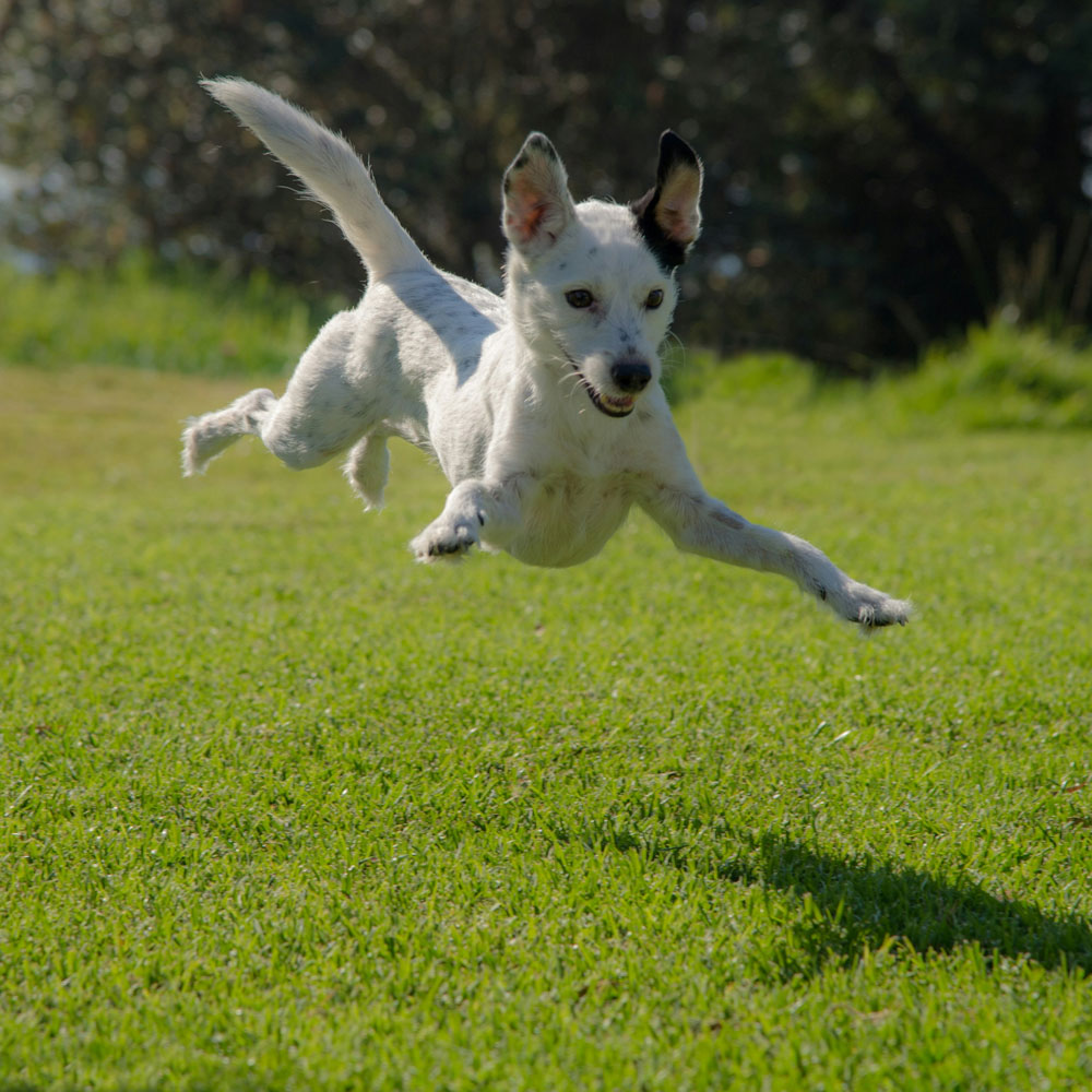 A image of a puppy mid air on a jump