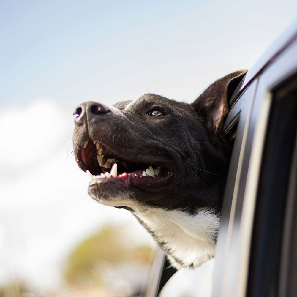 Apic of a pitbull happily looking out a car window, ready to be taken to a new adventure 