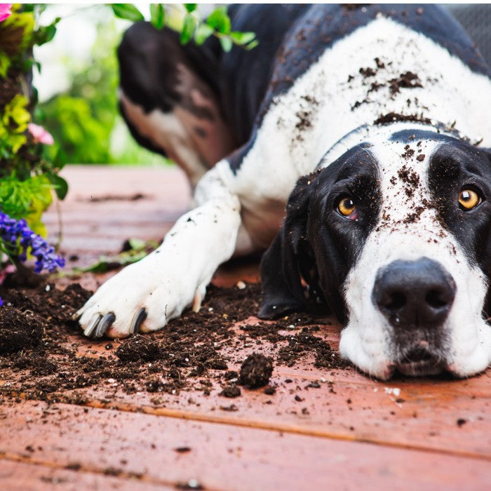 aA picture of a dog that dug a plant and has some dirt on his face 