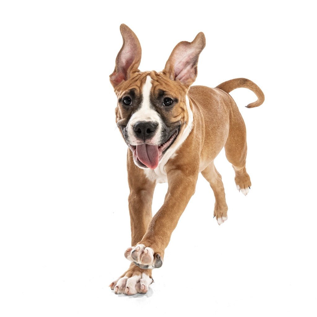 Why Do Dogs Get the Zoomies? Exploring the Reasons Behind This Behavior - Animals Matter, Inc.