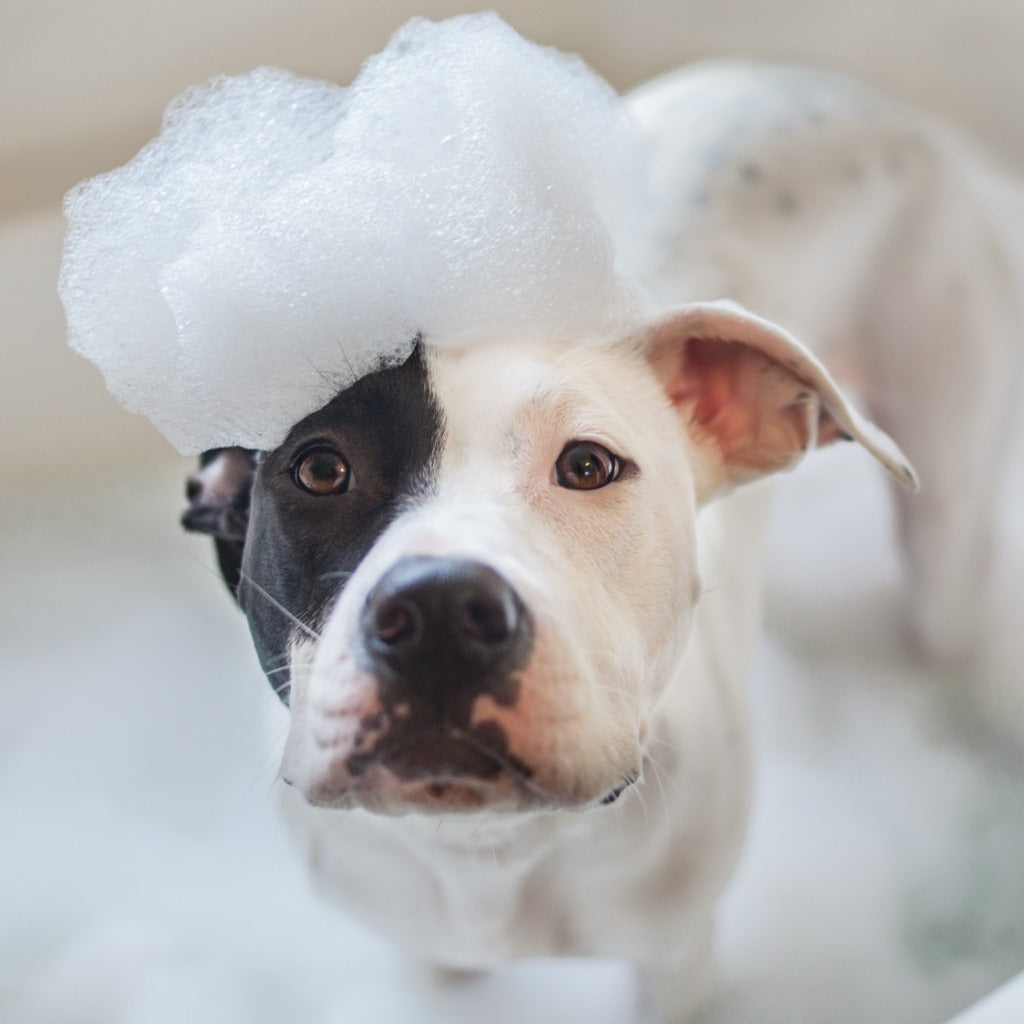 A cute Dog getting a nice bath with the Animals Matter Organic Dog Shampoo.