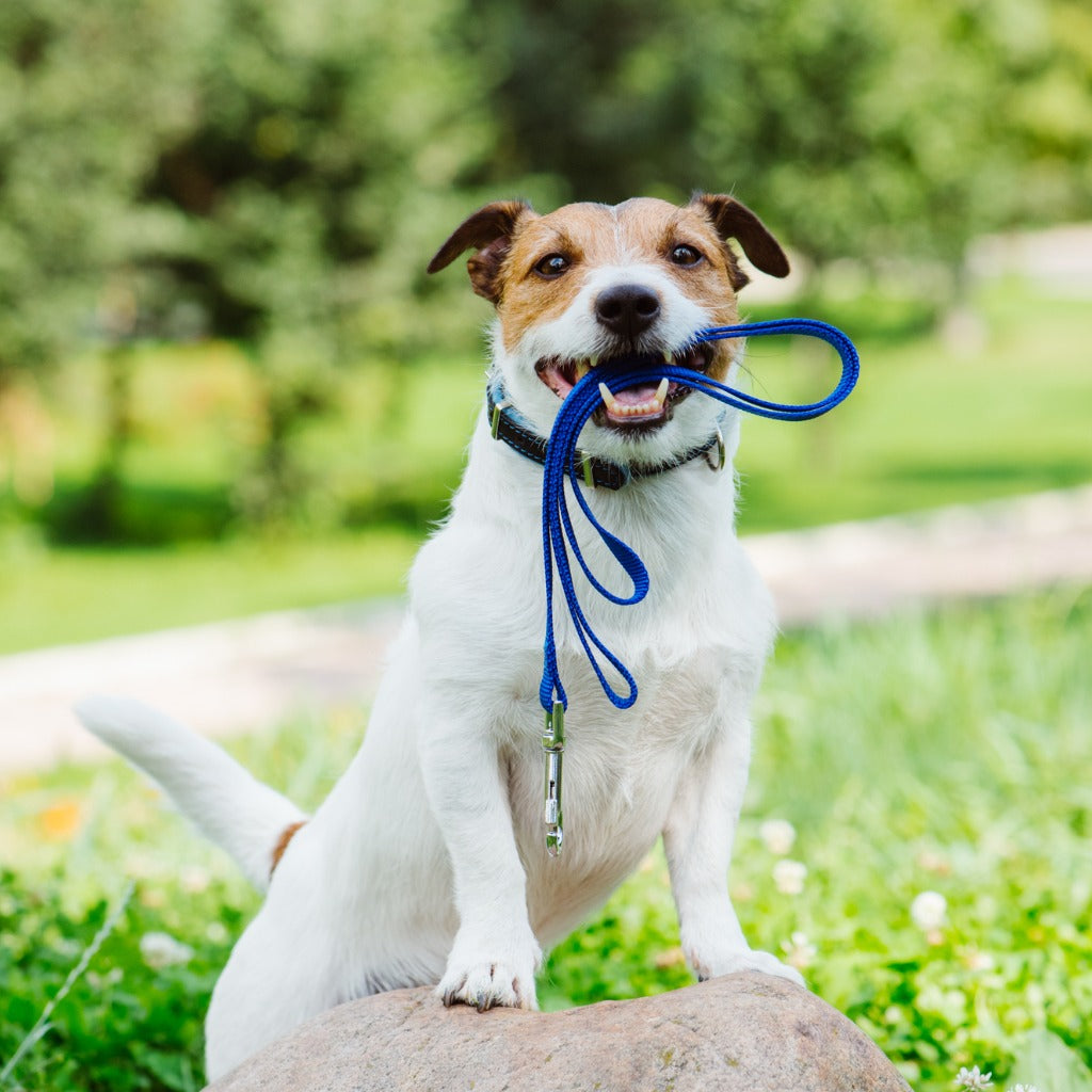 How often do you walk your dog. A picture of a dog ready for a walk.