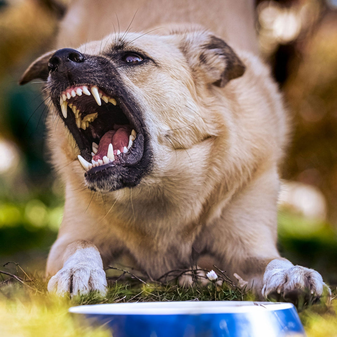 A picture of a dog having an aggressive reaction while eating out of his dog bowl