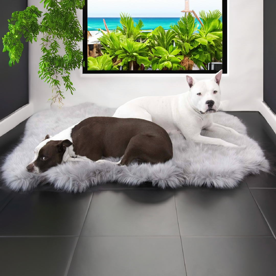 A picture of Ruby and Hudson sharing their Faux Fur Ortho Shag Rug™Companion-Pedic® Luxury Dog Bed in grey