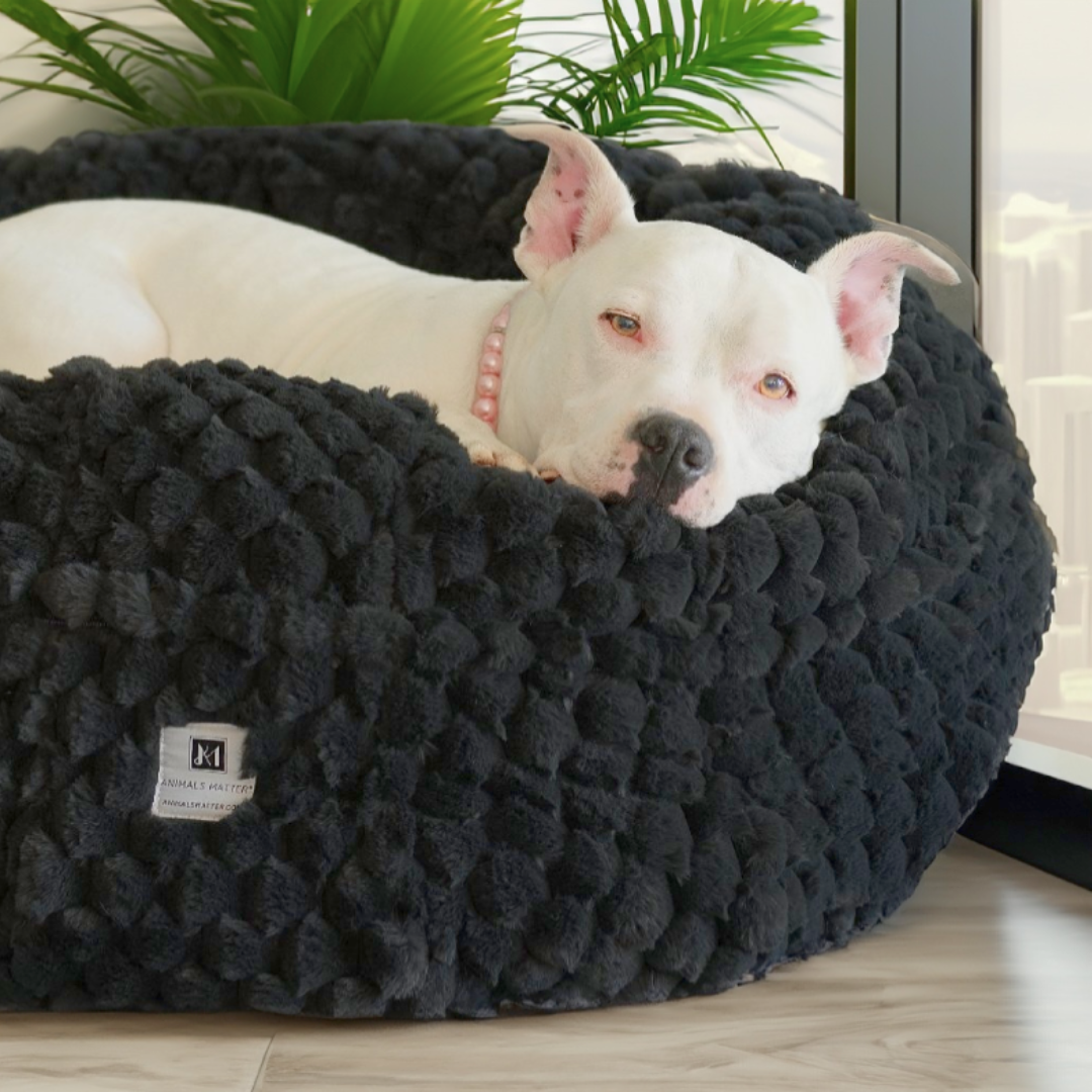 Hudson Resting on his Animals Matter  Katie Puff® Encore™ Ortho Companion-Pedic® Luxury Dog Bed