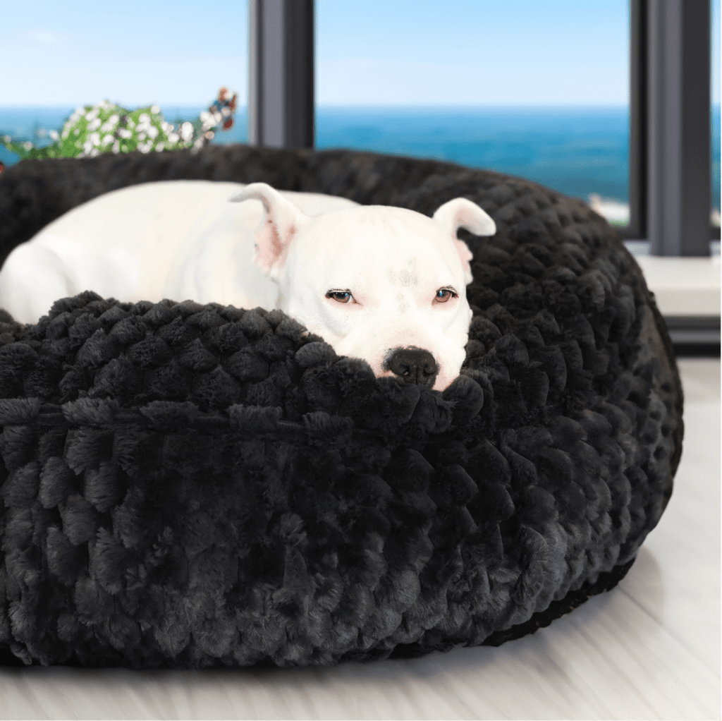 Can Dogs Have Autism? Signs and Symptoms of an Autistic Dog - Animals Matter, Inc.