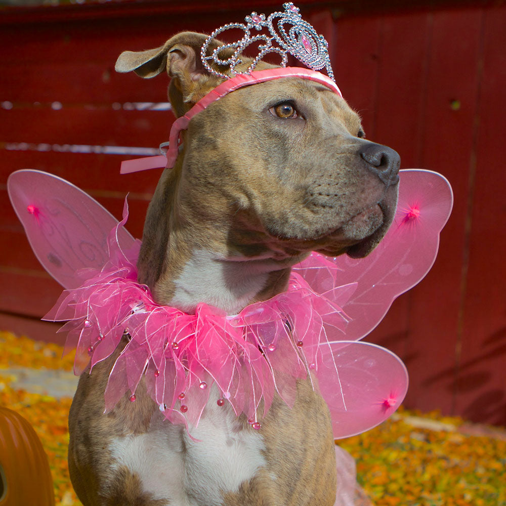 A Bully/Pit wearing a pink princess tiara and a matching pair of fairy wings and matching pink collar 